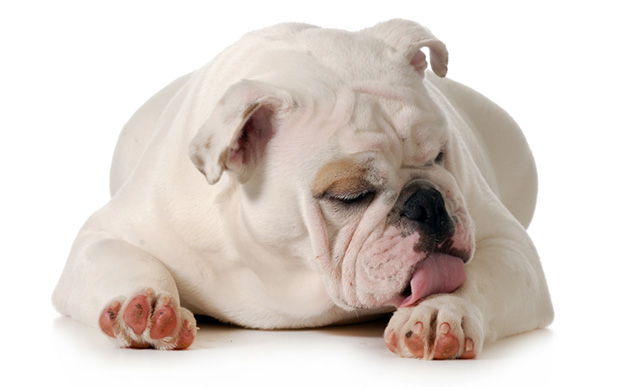 pug food allergy symptoms australian lover allergies causes symptoms treatment pug food allergy symptoms australian lover allergies causes symptoms treatment