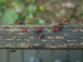 red bugs at Zhishan Park in Taipei