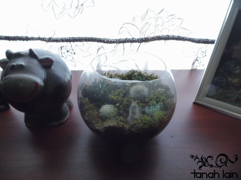 Terrarium DIY