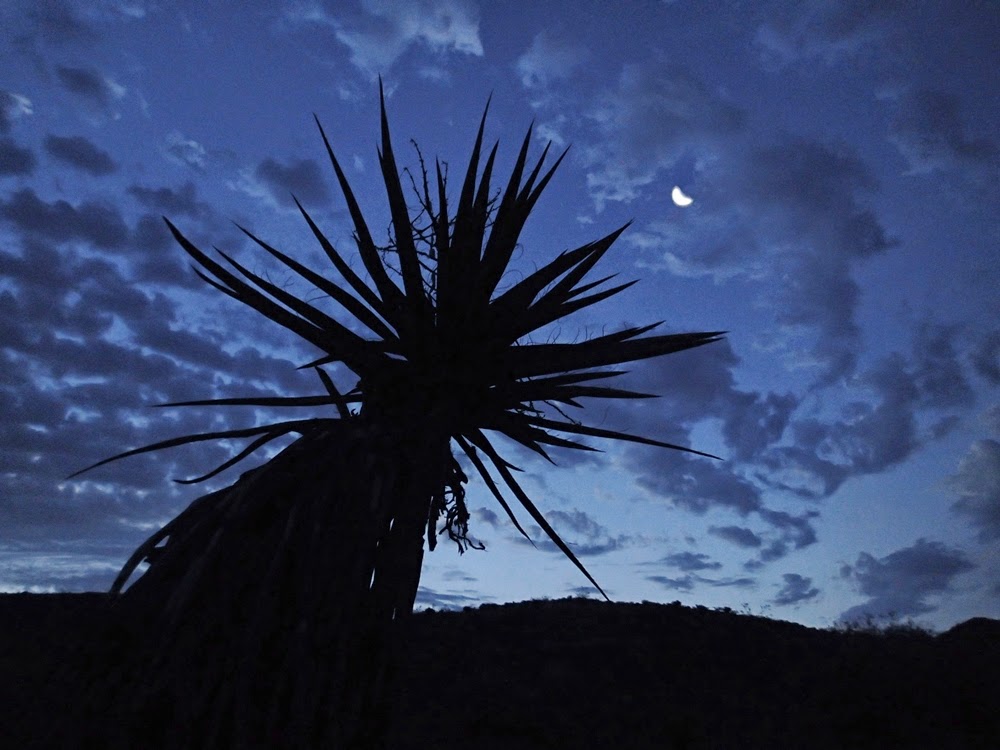 Mohave Yucca and the Moon, descending to Lake Mohave