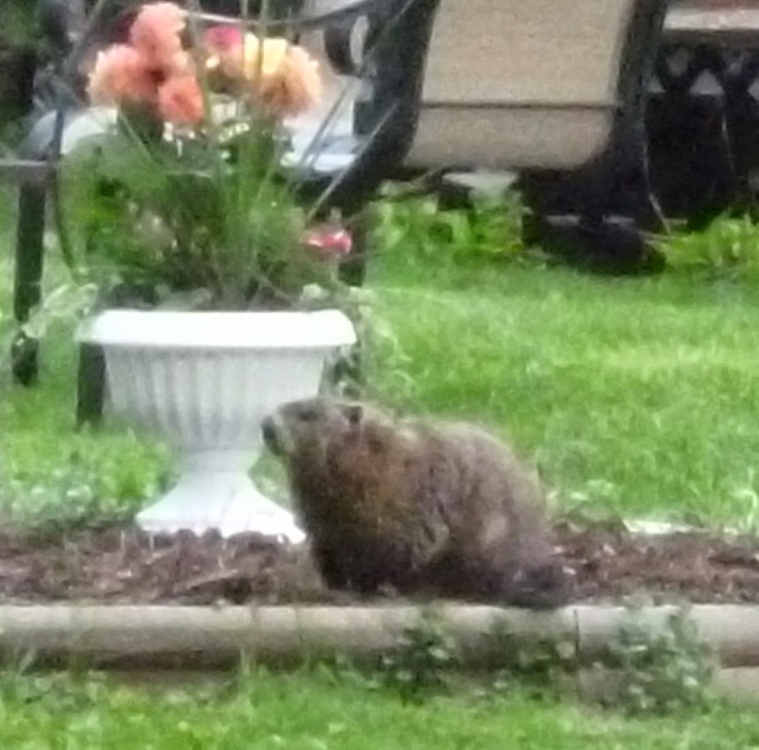 Writing Straight from the Heart: How Much Wood Could a Woodchuck Chuck