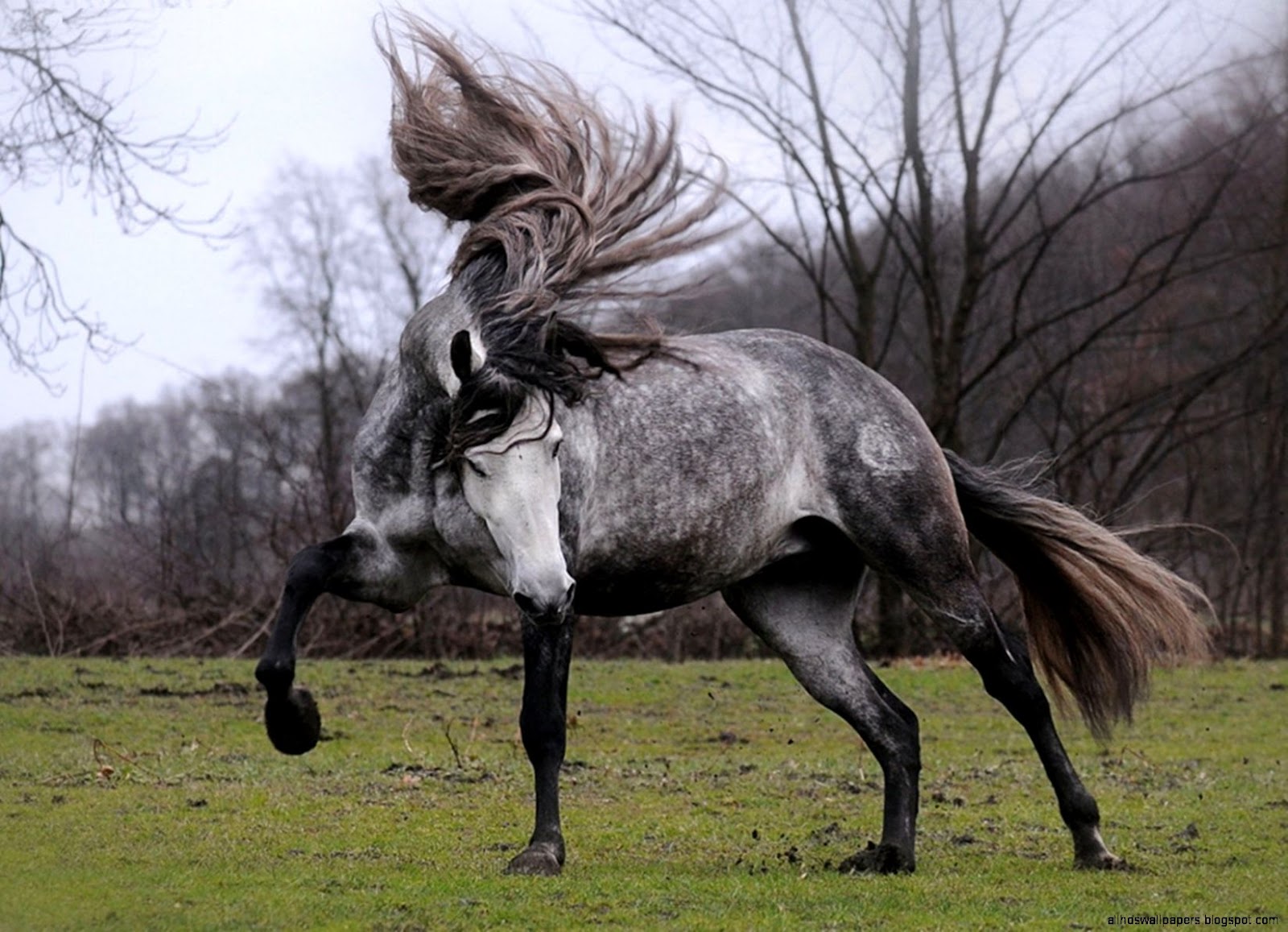 Grey Andalusian Horse