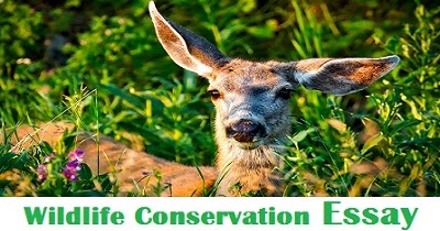 Essays on wildlife conservation