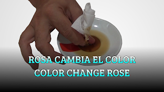 Rosa cambia el color, CAPILLARY EFFECT, Color change Rose