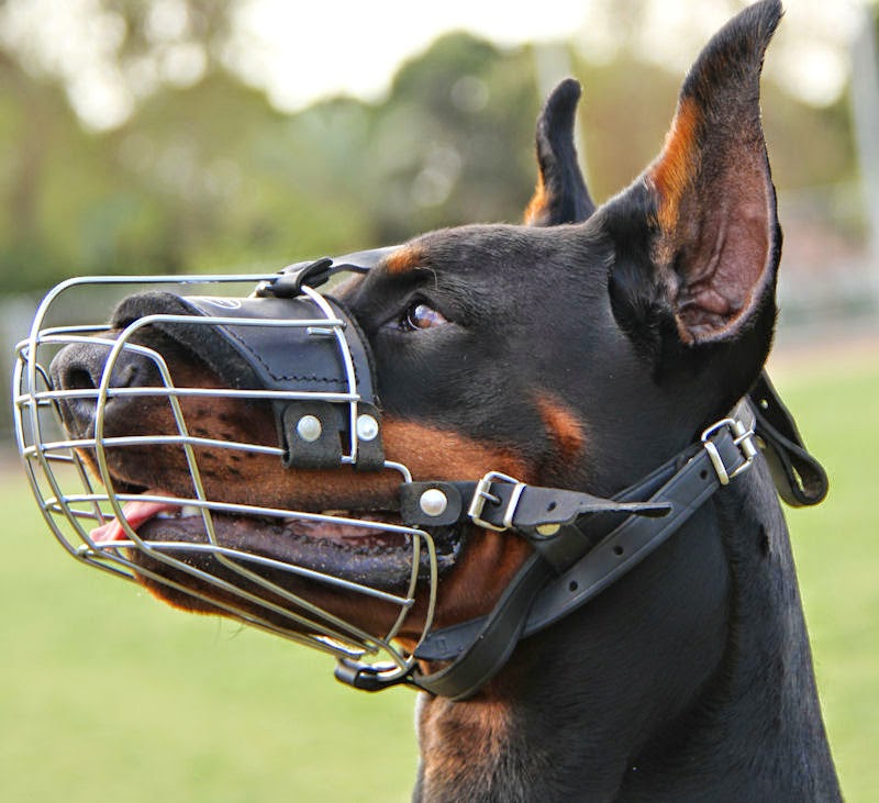 намордник пит бультеръер 312. трикси намордник 17601. намордник трикси muzzle leather 1874. намордник кожаный dogger. намордник для собак крупных пород.