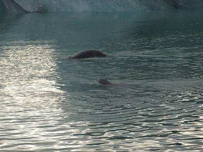 Día 05:De Vik a Djúpivogur. Glacier Walk Vatnajökull,Jökulsárlón y Diamond Beach - Islandia - 12 dias por libre (26)