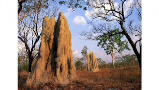 pics termites