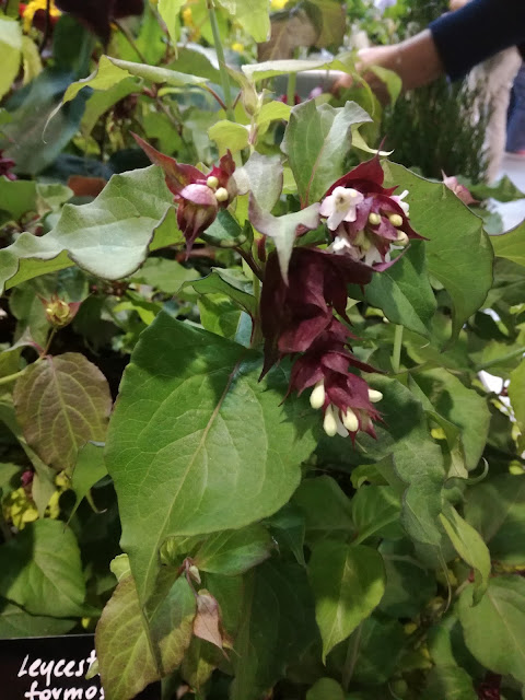 leycesteria formosa Purple Rain