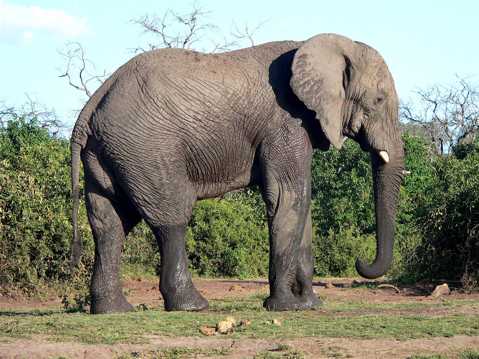 africa Search Африканские киски