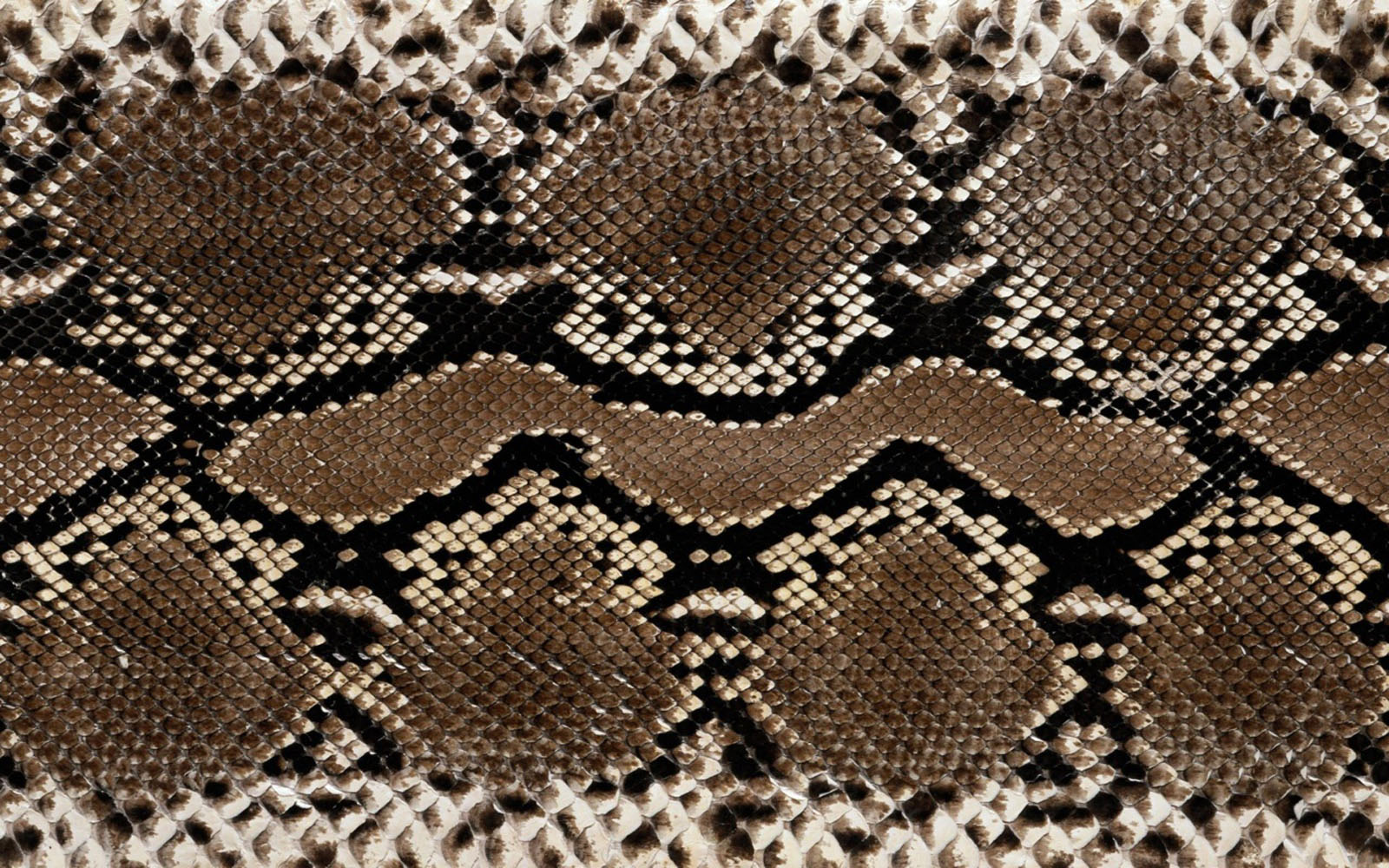 Wallpapers Snake Skin Wallpapers HD Wallpapers Download Free Map Images Wallpaper [wallpaper376.blogspot.com]