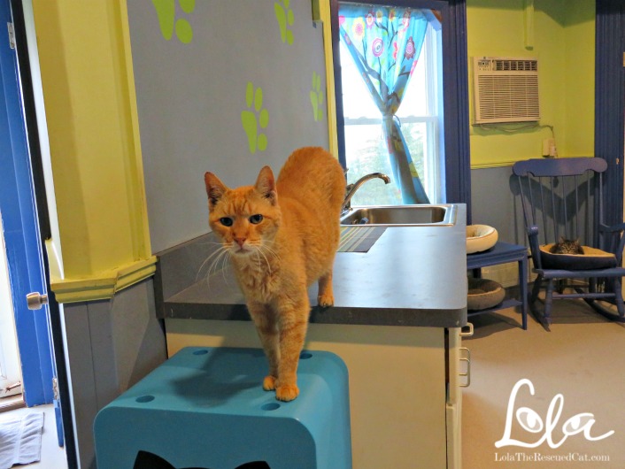 Patricia H. Ladew Foundation|Ladew Cats|Cat Sanctuary Long Island