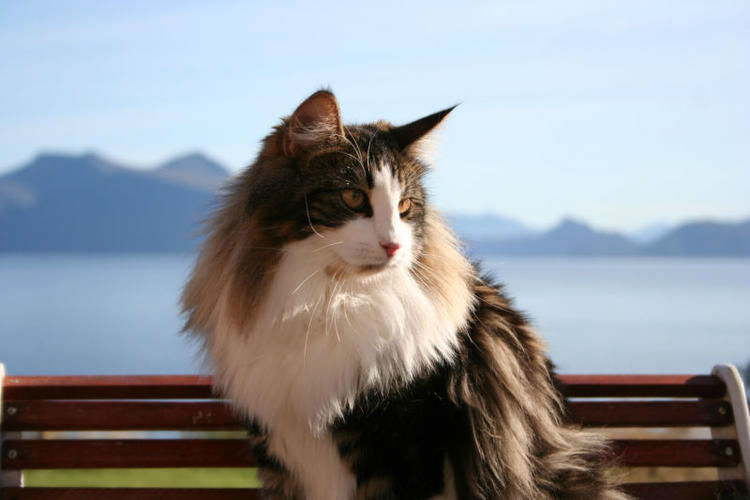 cat vikings jersey