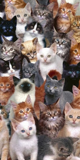 котята блог кота васьки