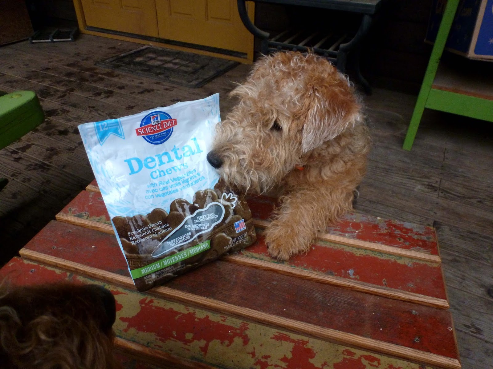 hill's science diet dental chews