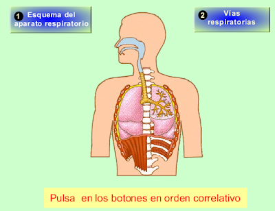 http://recursostic.educacion.es/secundaria/edad/3esobiologia/3quincena8/imagenes/vias_respiratorias.swf