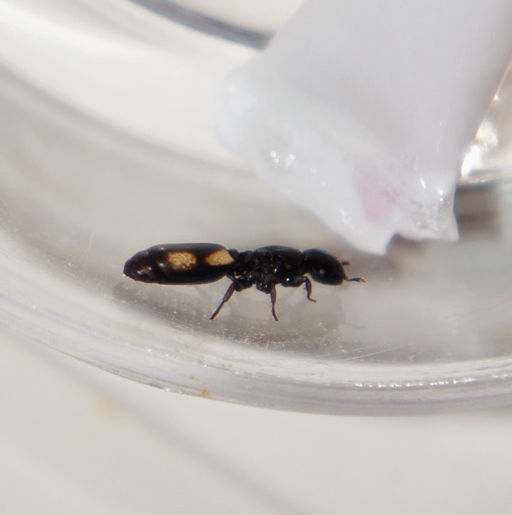 O Formigueiro Anthill Cephalotes