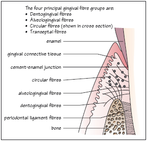 Simply Sweet: Dental Info (Gingiva)