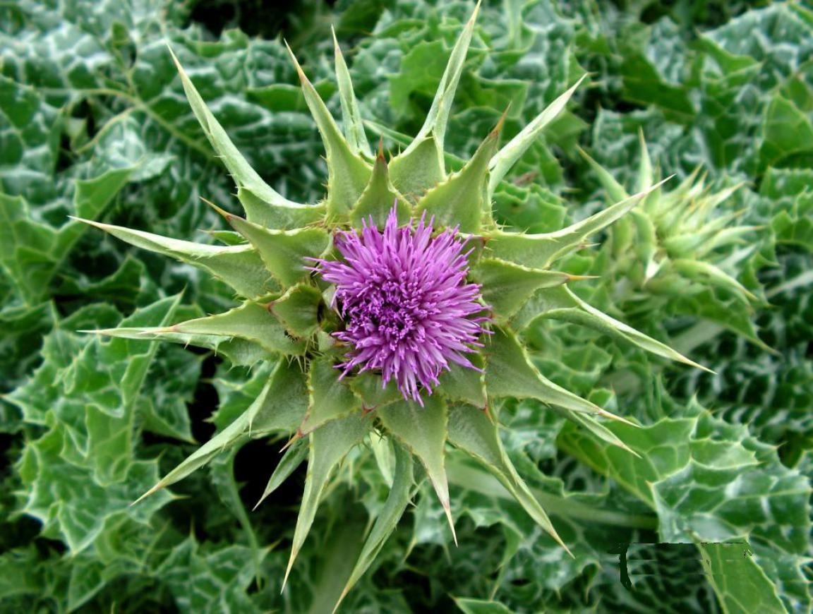 Гангал растение в азербайджане Гангал растение в азербайджане