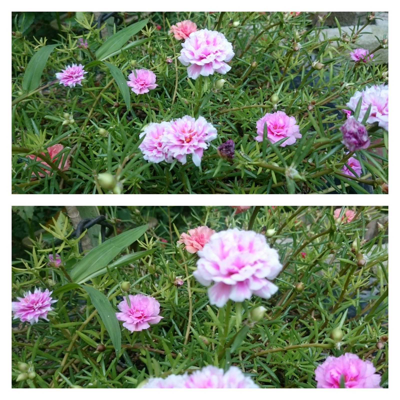 Gambar Pokok Bunga Ros Jepun - Ct320 Kebun Fatima 3 Bunga Kembang 10
