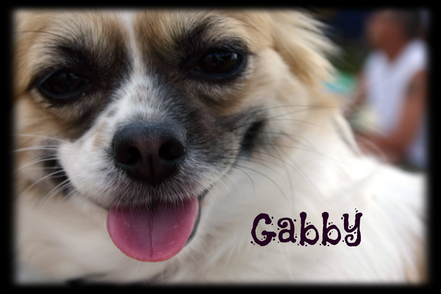 Pixie Pics Dog Gabby