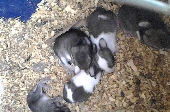 Cara Mudah Merawat Bayi Kelinci Tanpa Induk Kelinci Cara Mudah Merawat Bayi Kelinci Tanpa Induk Kelinci