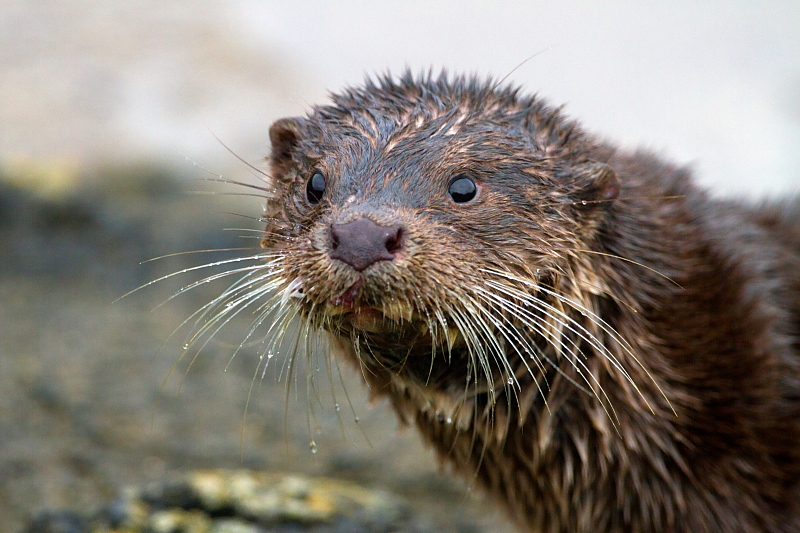 Wet otter's face up close... http://3.bp.blogspot.com/-dODyTXNVNjc ...