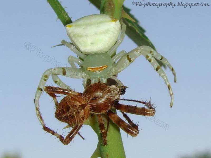 Green Crab Spider Nature, Cultural, and Travel Photography Blog