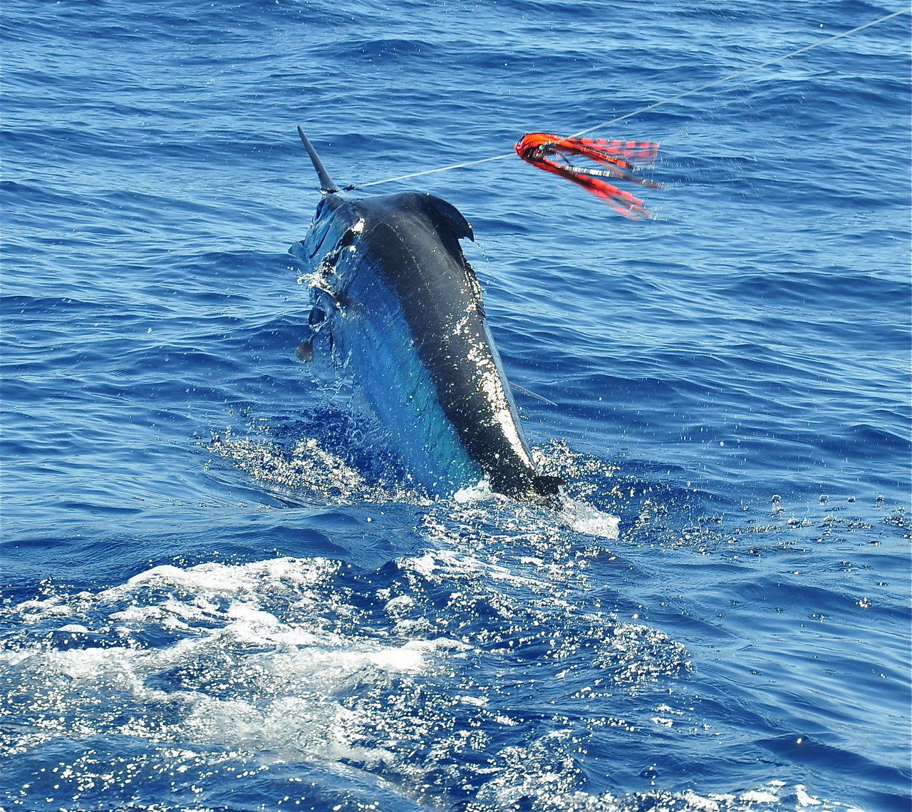 Stockholm Specimen Hunter's Group: Marlin fishing; Puerto Rico, Gran