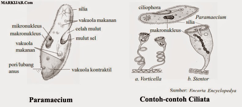 Bagian-bagian Paramaecium, Contoh-contoh Ciliata, bakteri protista, ciri protista, contoh protista, protista jamur