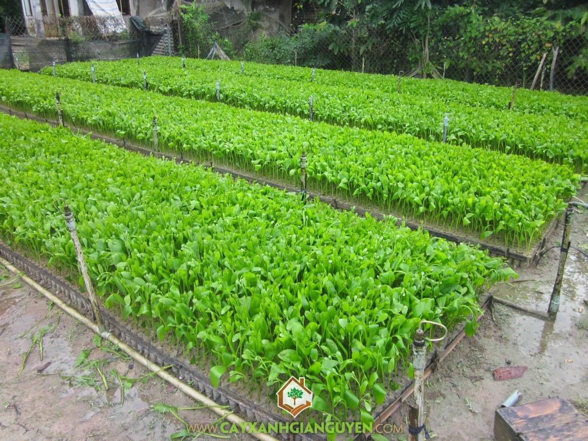 Cây Tràm Bông Vàng: Hình ảnh