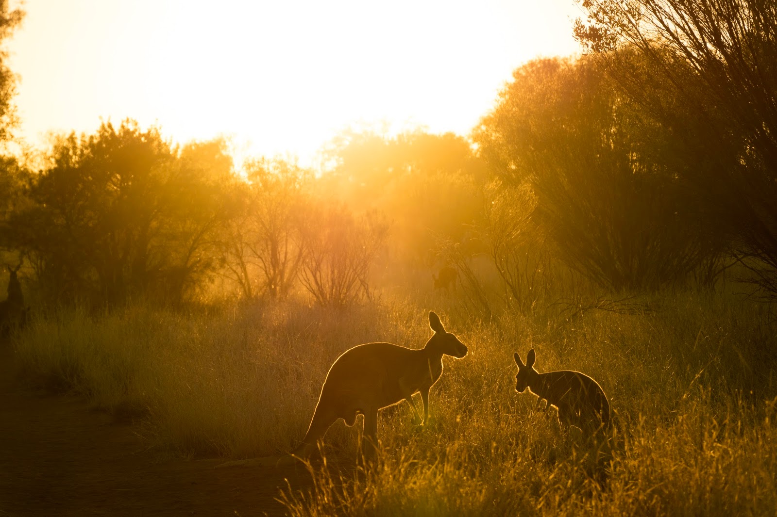 the kangaroo sanctuary alice springs