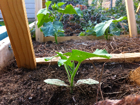 Sustainable Diet: Early Summer Garden Tour