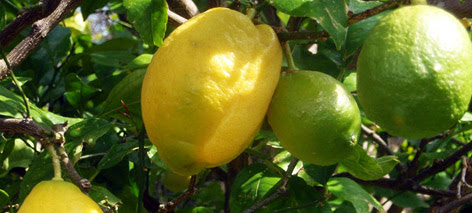 Limones