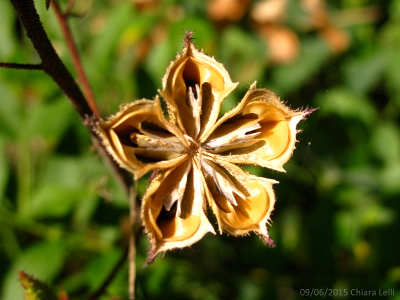 fiori in legno - specie perenni - specie rara - R nel bosco