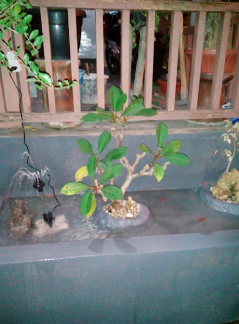 cara membuat kolam ikan minimalis di lahan sempit cara membuat kolam ikan minimalis di lahan sempit