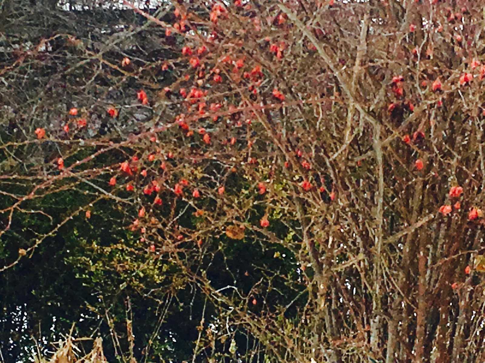Mop Philosophy Winter Gardens at Langdon Hall