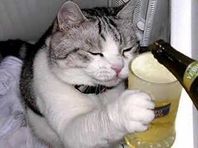 Funny%2BCat%2BDrinking%2BScotch.jpg