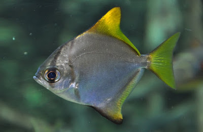Bentuk Fisik Silver Moonyfish