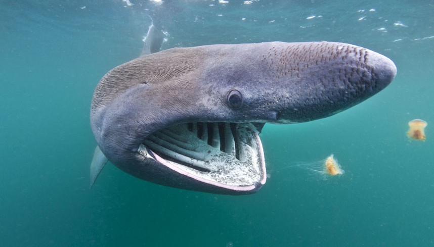 Basking Shark Mouth 2
