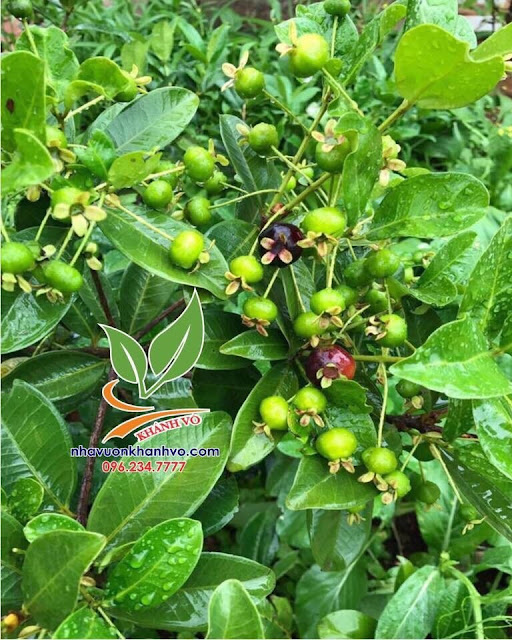 Cherry Brazil, trái cây giàu vitaminC cho cả nhà. A45e7e878ad9698730c8