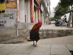 rooster standing on sidewalk in Xiapu, China