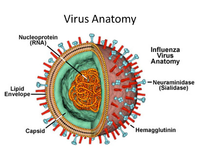 Makalah Virus Influenza Contoh Makalah