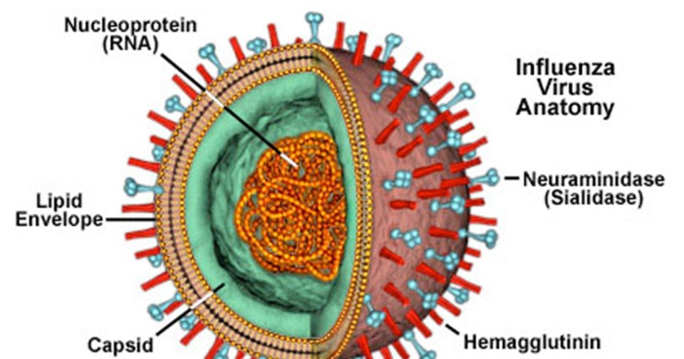 Makalah Virus Influenza Contoh Makalah