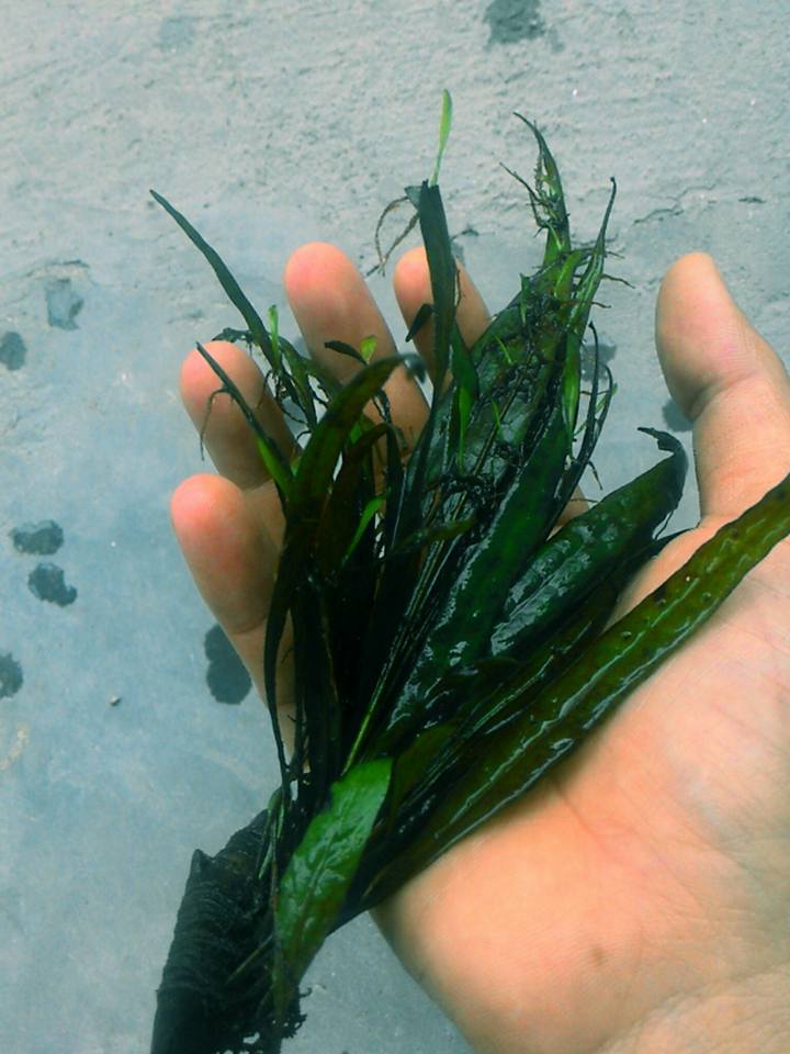 Cây dương xỉ thủy sinh có thể được nhân giống qua lá