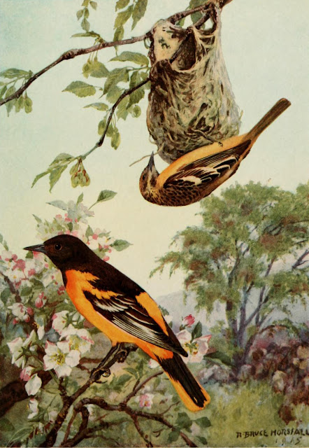 PEACOCK'S GARDEN Robert Bruce Horsfall 1923