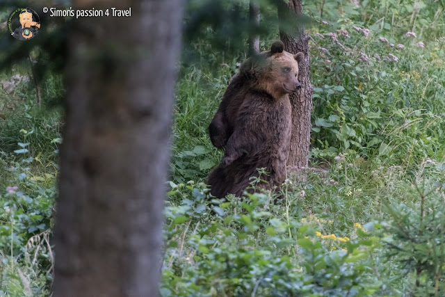 orsi slovenia mamma orso si gratta la schiena segnando il territorio