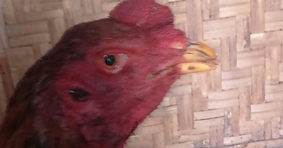 Mengobati Paruh Ayam Patah Atau Lepas