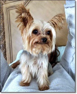 Picture of Yorkie