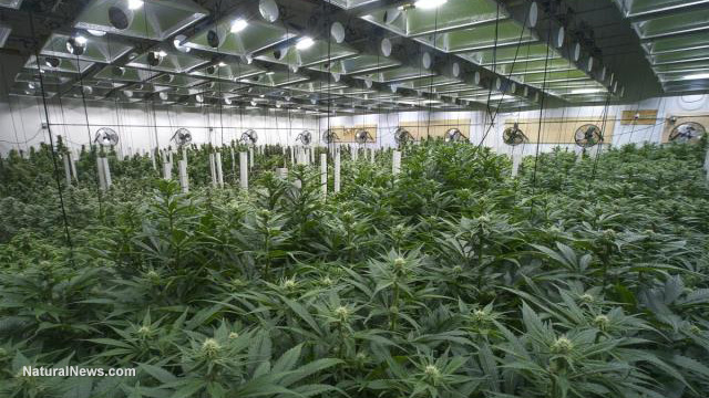 The Low Down Are Scotts Miracle Gro Bayer And Monsanto Poised To Take Over The Marijuana Industry