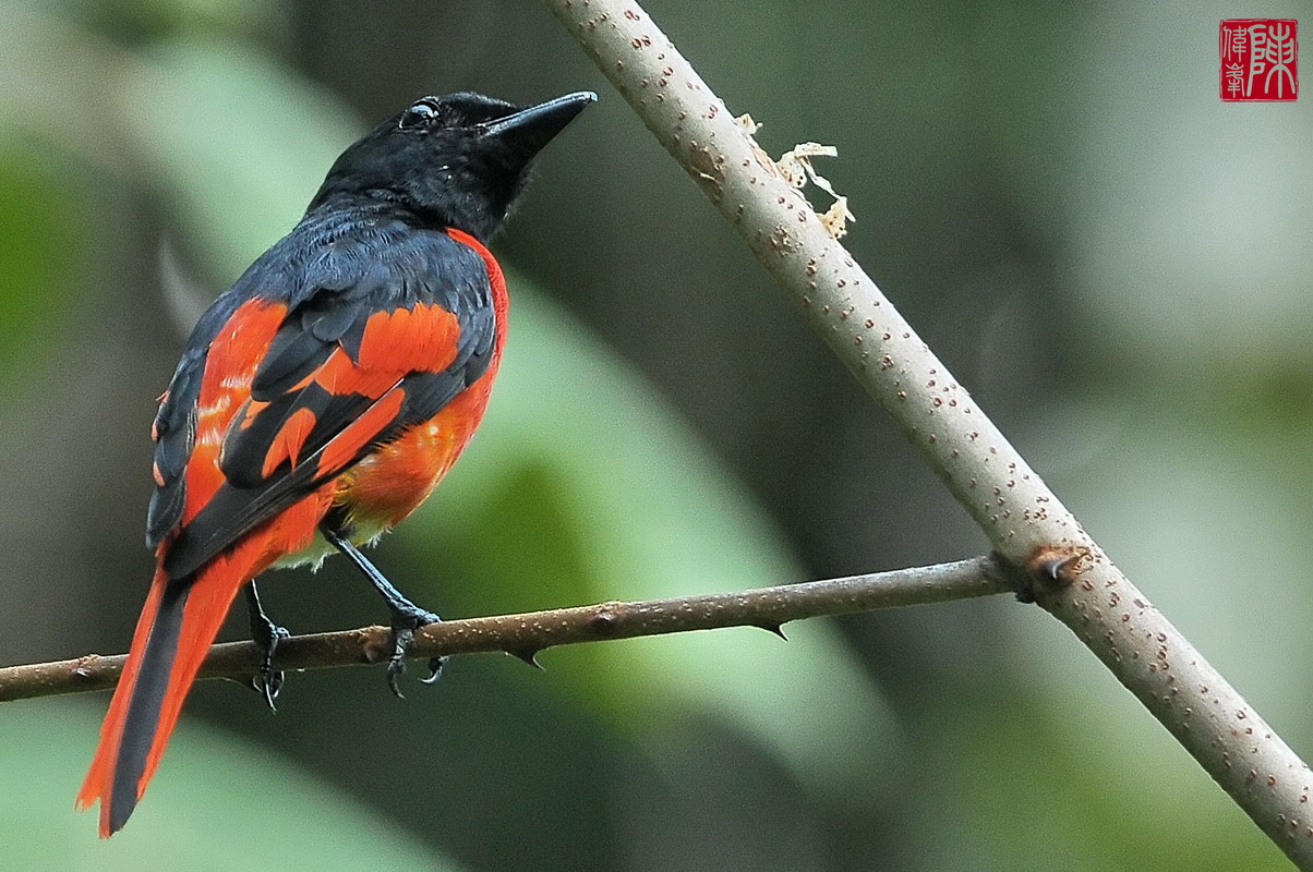 century-digital-solution-scarlet-minivet